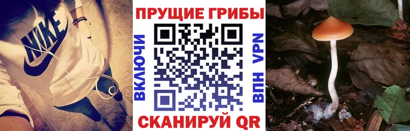 OMG сайт  Дятьково  Псилоцибиновые грибы ЛСД 